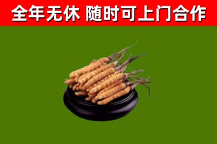 菏泽回收散虫草