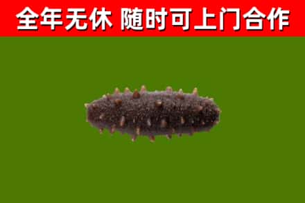 菏泽回收海参干